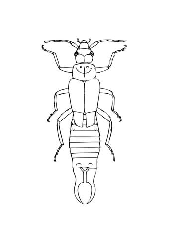 Common Earwig Coloring Page